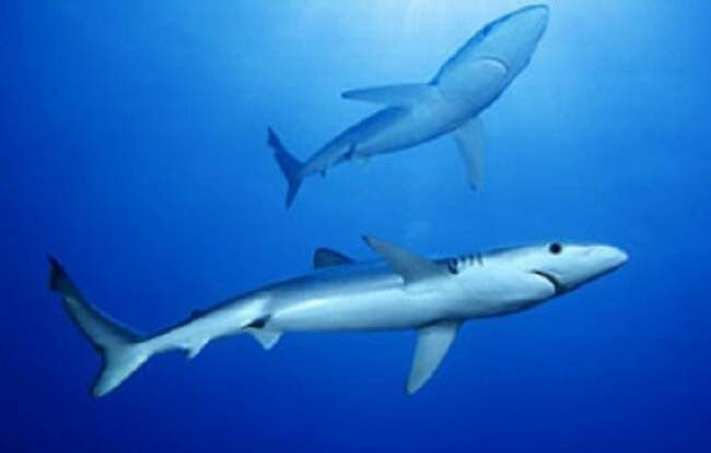 5. Индокитайская ночная акула (Carcharhinus hemiodon) – Северная Австралия