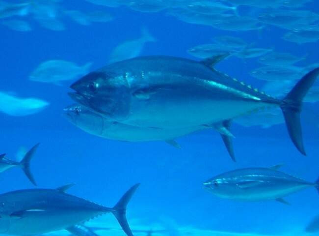 3. Голубой тунец (Thunnus thynnus) – Атлантический океан