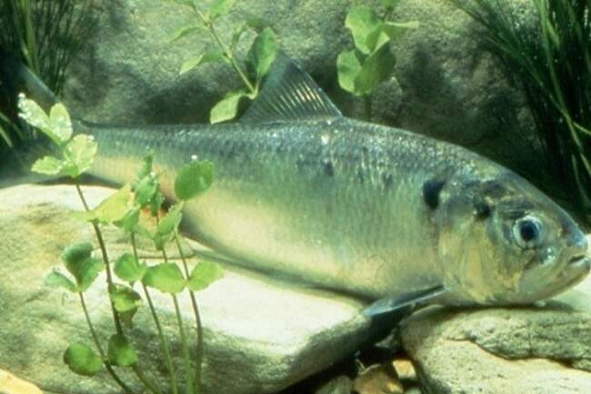2. Финта (Alosa fallax) — Уилтшир, Великобритания