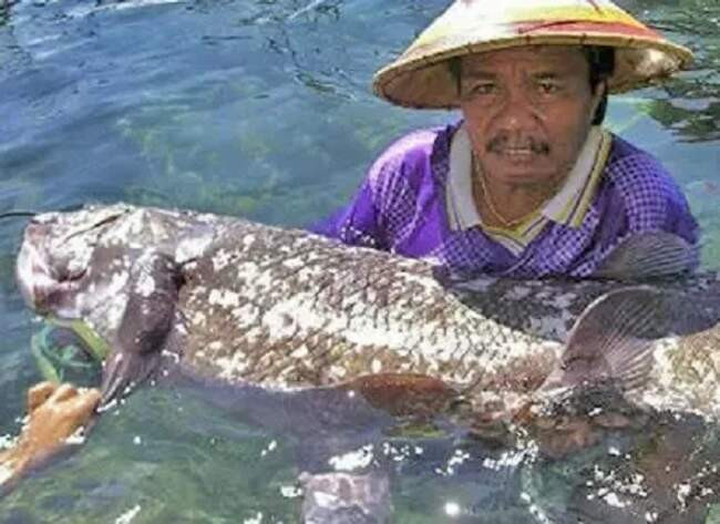 9. Целакант (Coelacanthiformes) — восточное побережье Африки