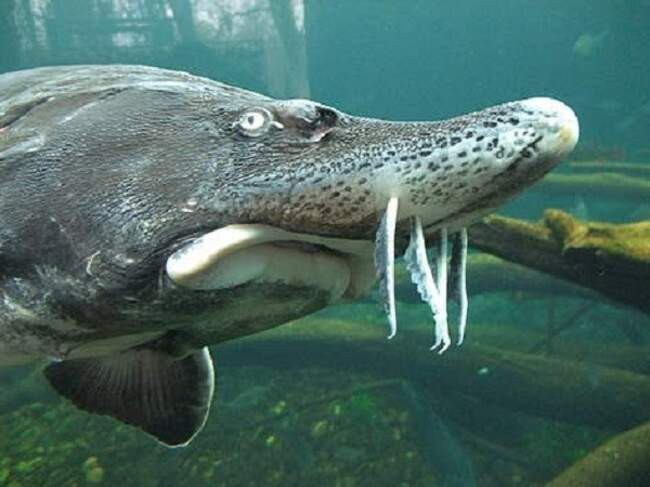 6. Атлантический осетр (Acipenser oxyrhynchus oxyrhynchus) — Атлантический океан