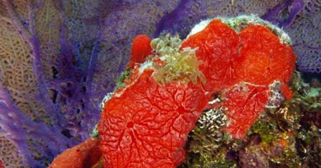 10. Морские губки
