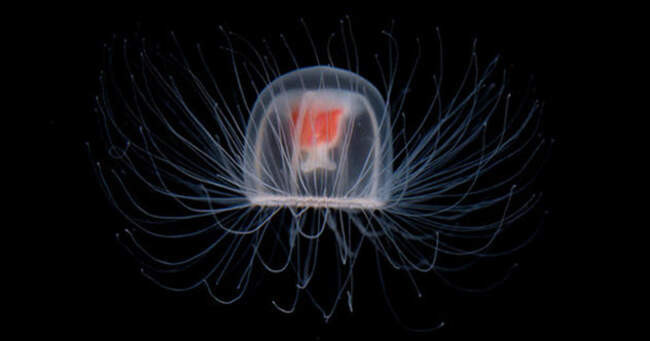 3. Медуза Turritopsis Dohrnii