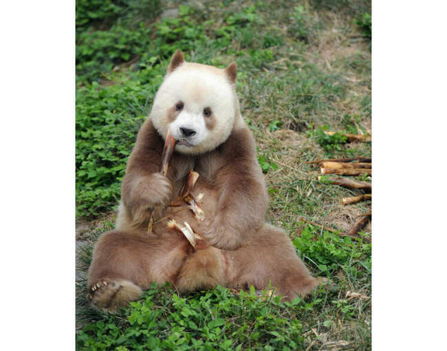 10. Коричневая панда