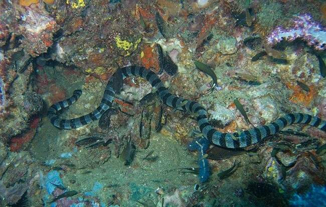 25. Морская змея Белчера