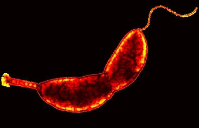 10. Caulobacter Crescentus, суперклейкая бактерия