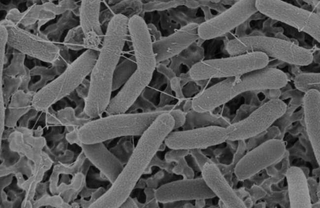 6. Shewanella Oneidensis, электрический микроб