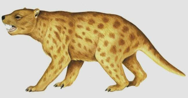 10. Thylacoleo carnifex, гигантский Тасманский дьявол