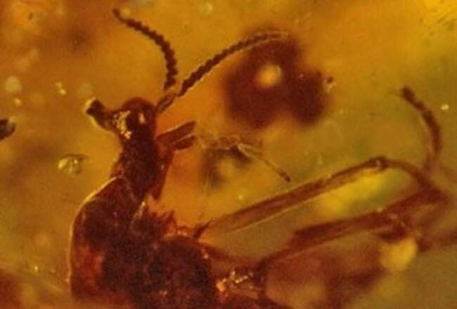 5. Aethiocarenus burmanicus, муха единорог