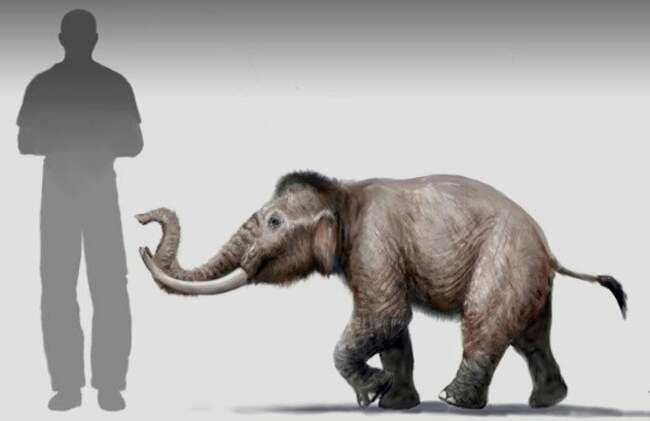 3. Mammuthus creticus, крошечный мамонт
