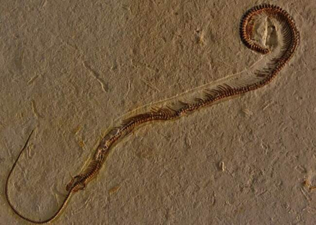 9. Tetrapodophis, четырехногая змея