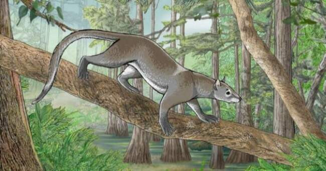 8. Dormaalocyon latouri, общий предок медведей, кошек, львов, тигров и собак