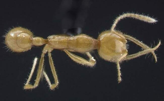 Martialis Heureka