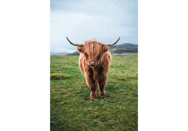 # 6. Шотландский як (The Highland Coo)
