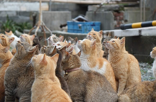 Кошки: остров Аошима, Япония