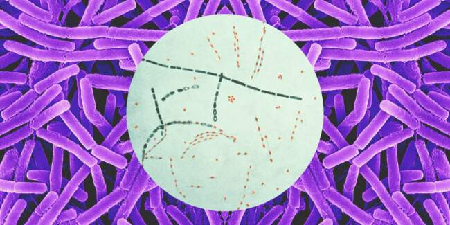 1 Сибирская язва (Bacillus Anthracis)