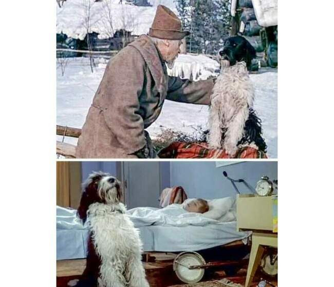 Универсальный пес Дружок