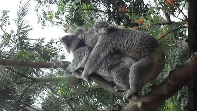 Коалы