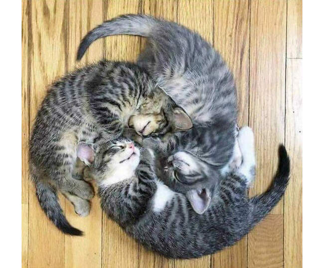 # 1 Коты - это просто космос!