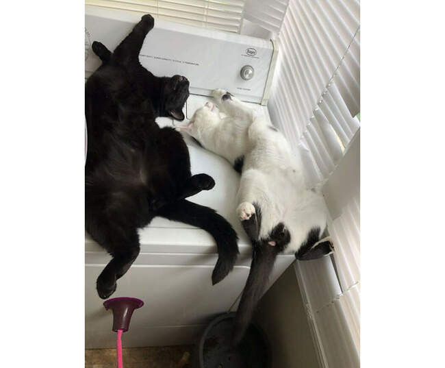 # 11 Коты обожают тёпленькие местечки.