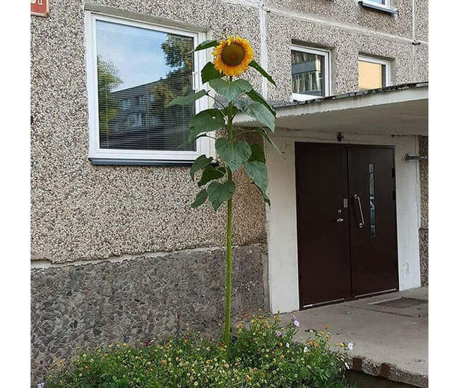 1. Причудливые сады и альпийские горки