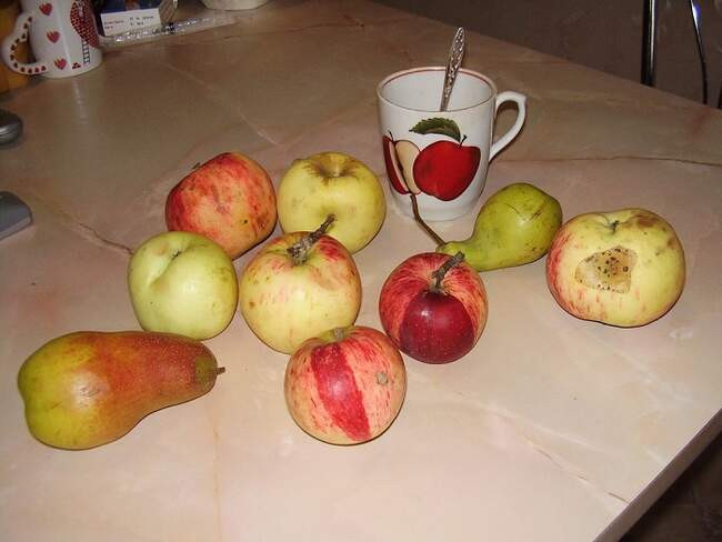 3. Яблоки и груши