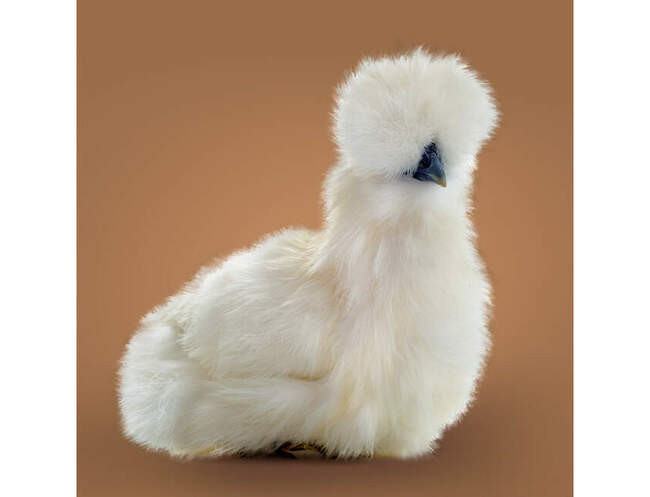 1. Существует порода куриц под названием силки (silkie)