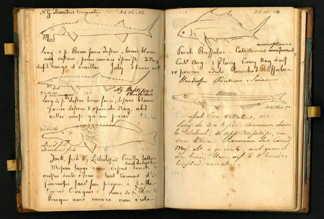 17-я книга записок из путешествия в 1818 году Константина Самуэля Рафинеска (1818)