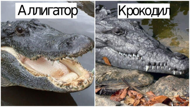 1. Крокодил и аллигатор