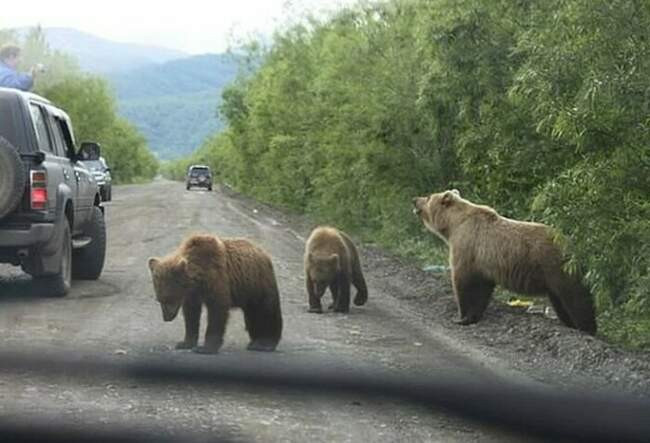 Медведи пришли за едой в Лучегорск (Сибирь, Россия)