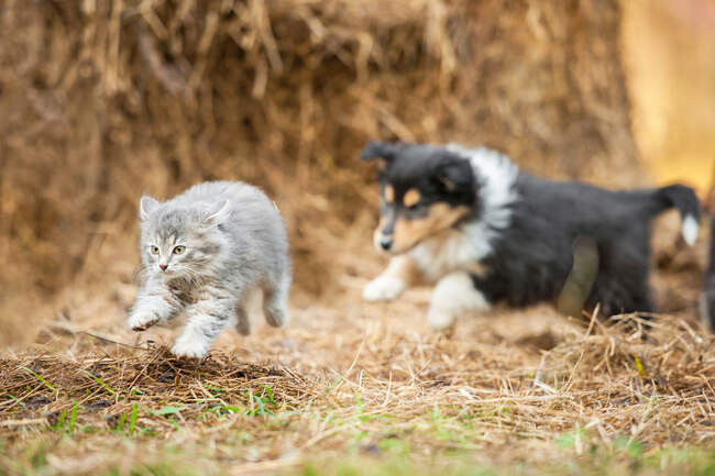 Почему собаки гоняют кошек