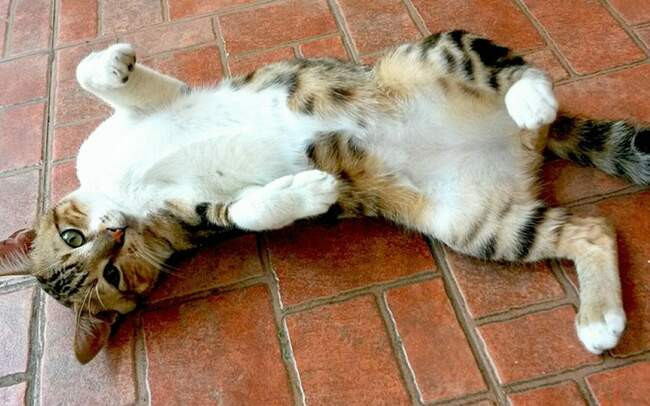 6. Кошки: сплошные противоречия