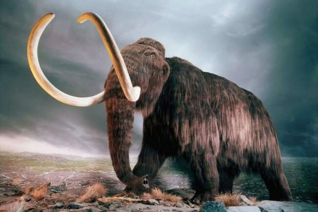 9. Мамонт (Mammoth)