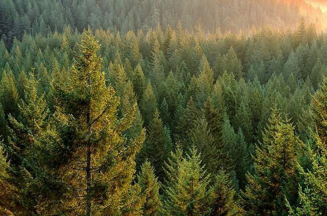 2. Тайга (Taiga)
