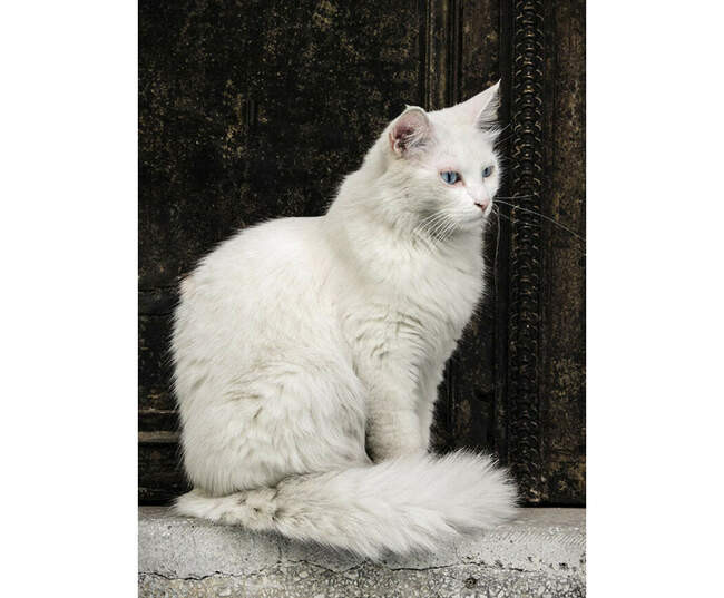 5. Турецкий ван