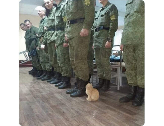 Зачем вам кошка?