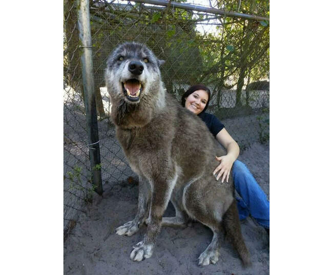 PDSA спасает животных
