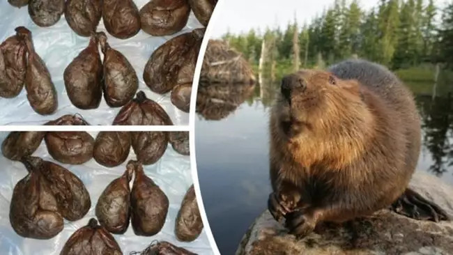 Бобровая струя