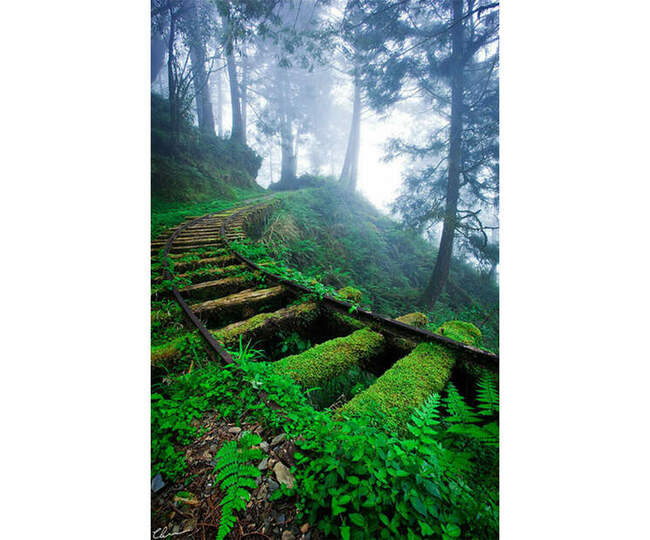 # 7 Железнодорожные пути в лесу (Тайвань)