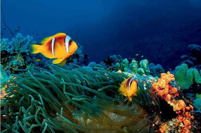 Рыба-клоун, или оранжевый амфиприон. Amphiprion percula
