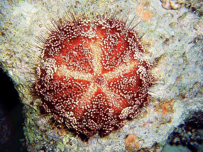 Иглоподушечный морской еж. Asthenosoma varium