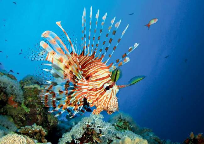 Крылатка, она же рыба-лев, род Pterois