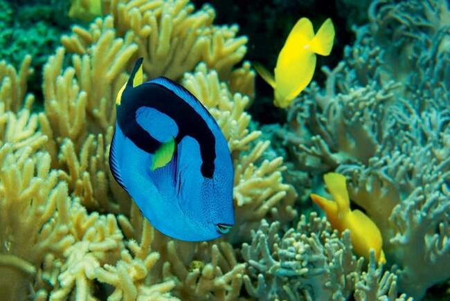 Голубой хирург. Paracanthurus hepatus
