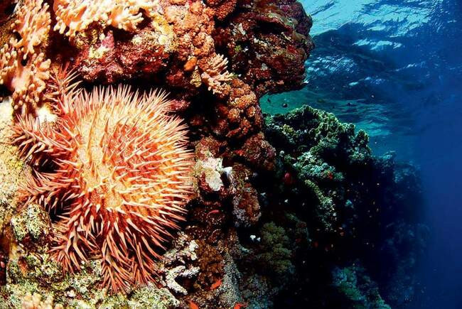 Терновый венец. Acanthaster planci