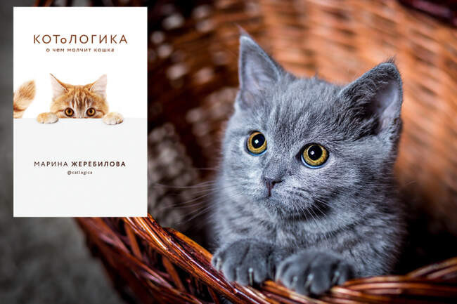 «КОТоЛОГИКА», Марина Жеребилова