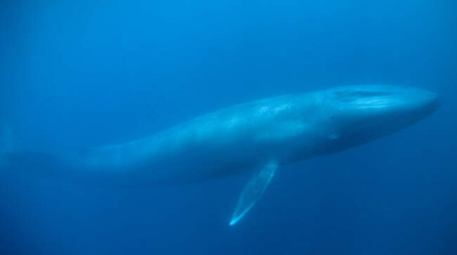 Синий кит (Balaenoptera musculus)