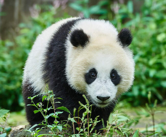 Большая панда (Ailuropoda melanoleuca)