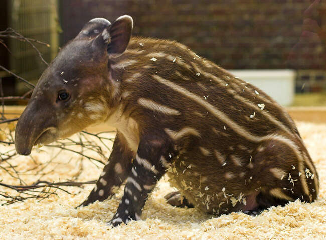 Центральноамериканский тапир (Tapirus bairdii)