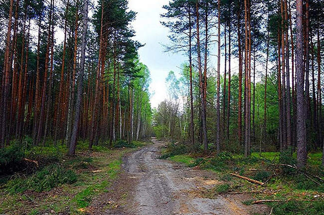 10. Доу-Хилл в Курсоне, Дарджилинг