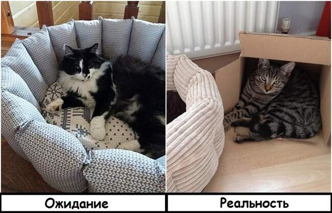 3. Товары для домашних животных